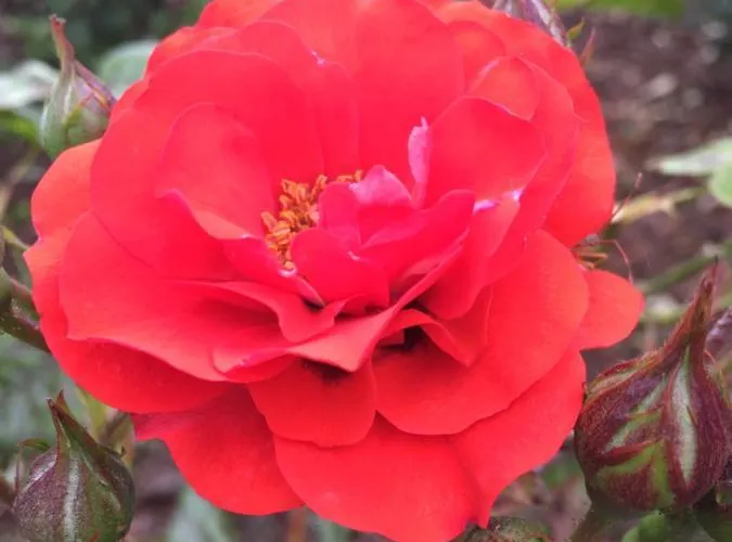 La Belle Etoile Hotel 2*